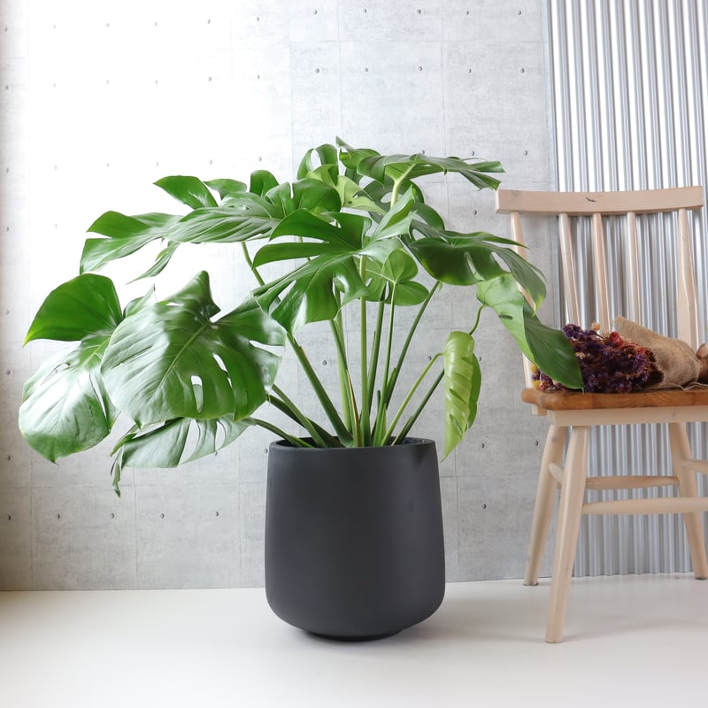 ボリューム◎】 モンステラ 8号 観葉植物 室内 葉の大きさ約40cm