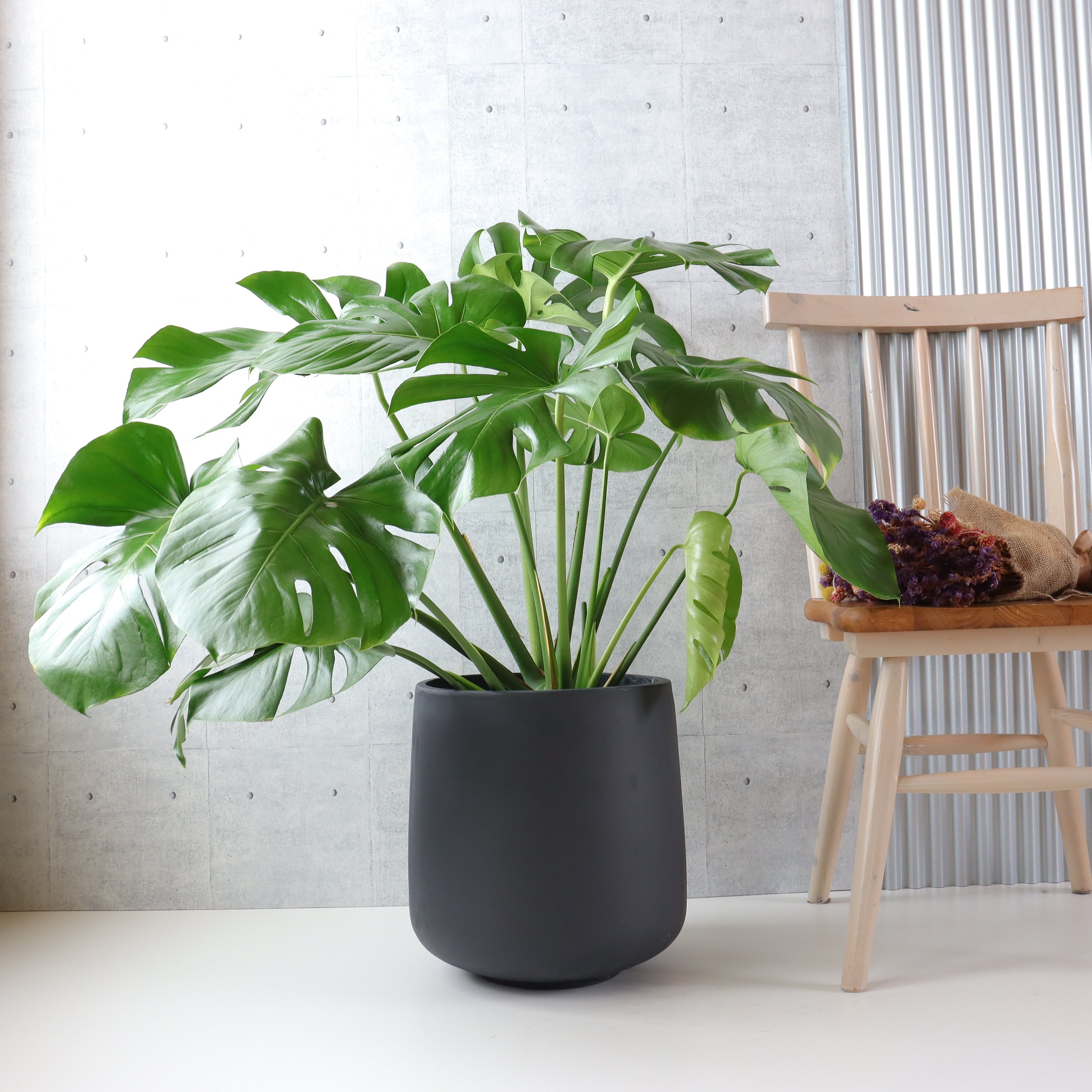 ボリューム◎】 モンステラ 8号 観葉植物 室内 葉の大きさ約40cm