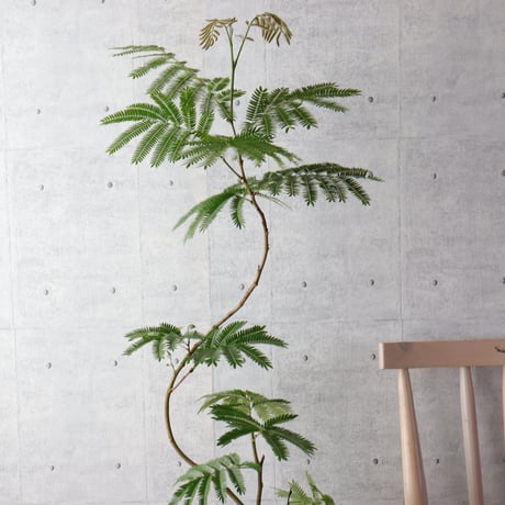 【存在感◎140cm】エバーフレッシュ 曲がり 7号 観葉植物 室内 大型