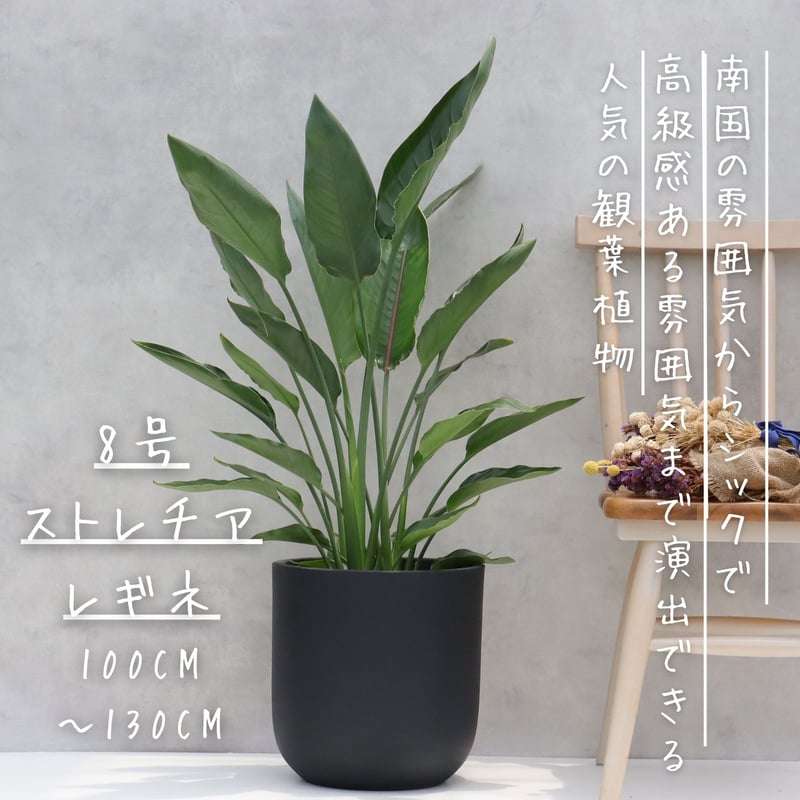 ストレリチアレギネ　鉢ごと ストレリチア レギネ 8号 観葉植物 極楽鳥花 8号 観葉植物