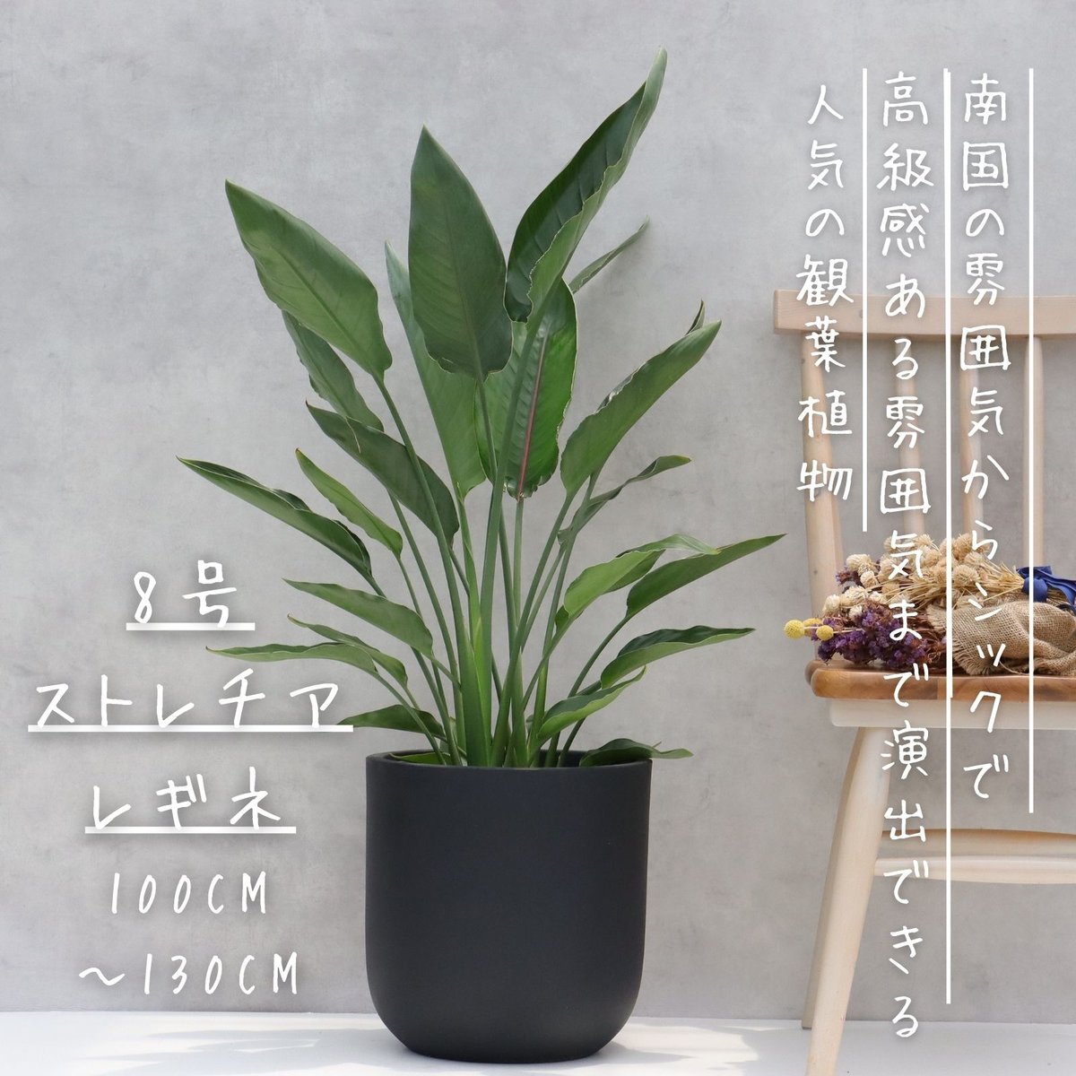 現品販売です。細葉でシャープなストレチア・レギネ（極楽鳥花）10号鉢 現品販売です。細葉でシャープなストレチア・レギネ（極楽鳥花