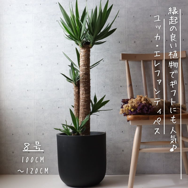 縁起のよい植物】ユッカ エレファンティペス 8号 観葉植物 室内