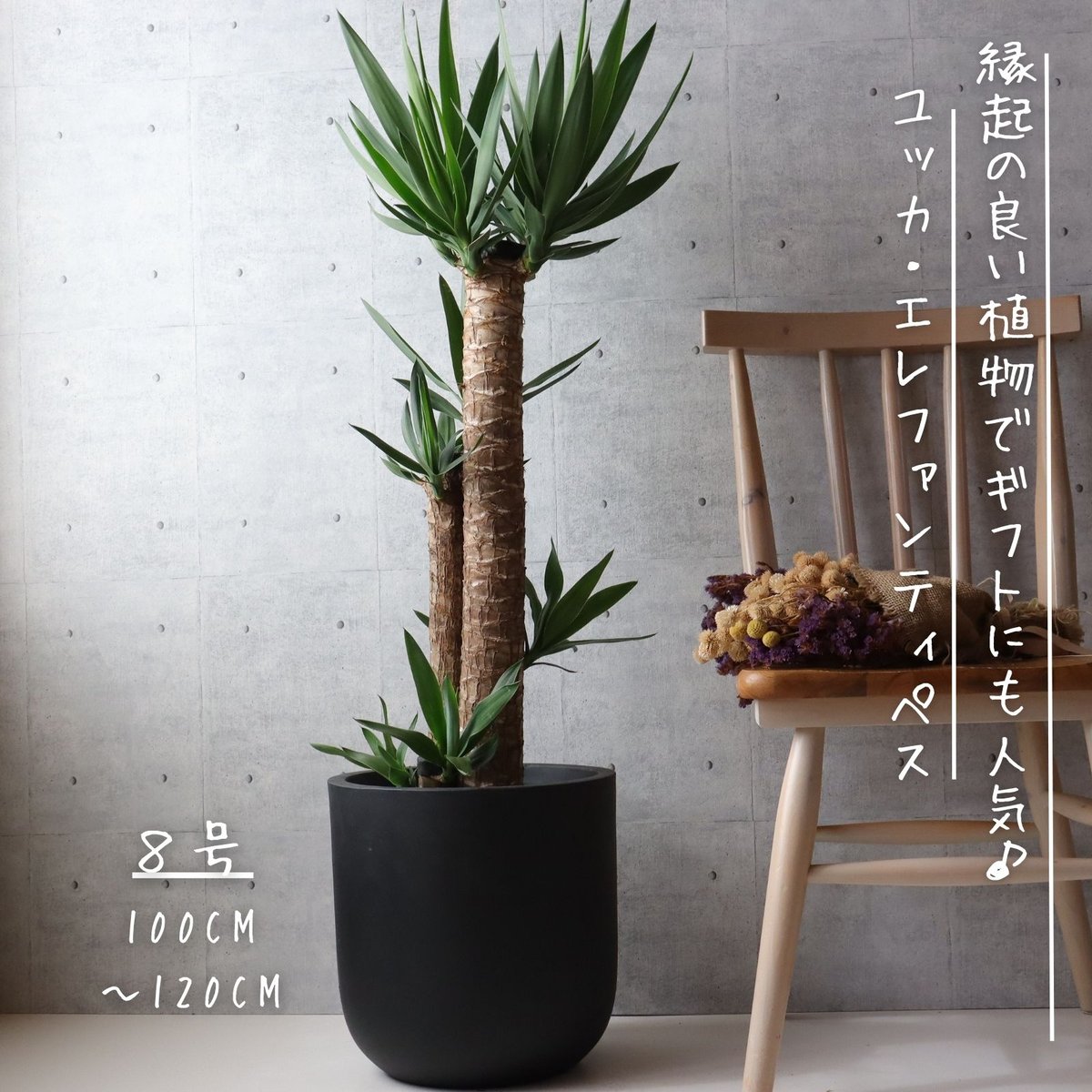 大きめ ユッカ 黒鉢付き 観葉植物・通販】ユッカ8号 黒プラスチック鉢‐サムライフラワー