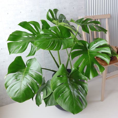 【ボリューム◎】 モンステラ 8号 観葉植物 室内 葉の大きさ約40cm