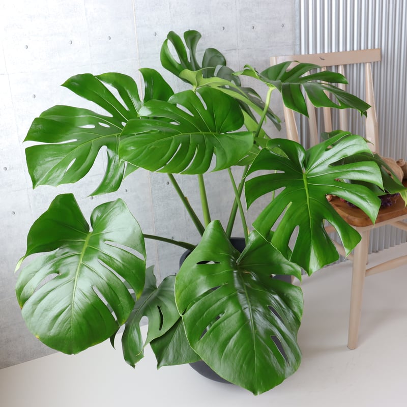 ボリューム◎】 モンステラ 8号 観葉植物 室内 葉の大きさ約40cm