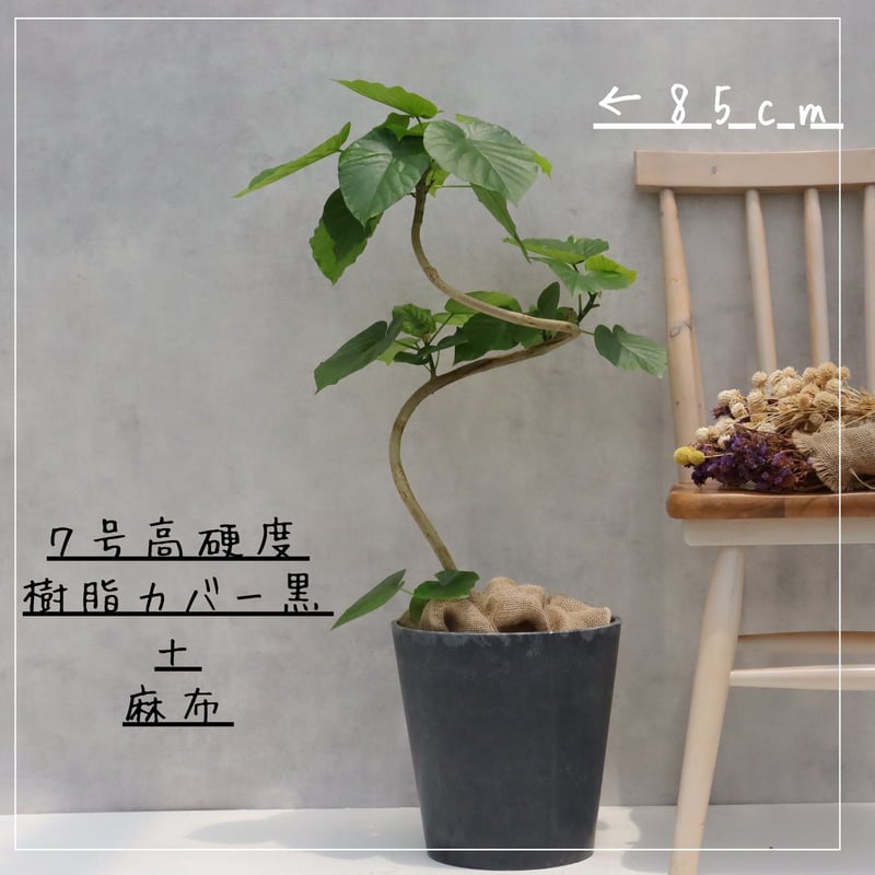 フィカス ウンベラータ 曲がり 螺旋 仕立て ゴムの木 お祝い ギフト