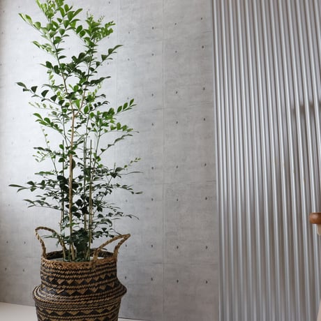 【バランス◎135cm】シルクジャスミン ゲッキツ 観葉植物 室内 大型