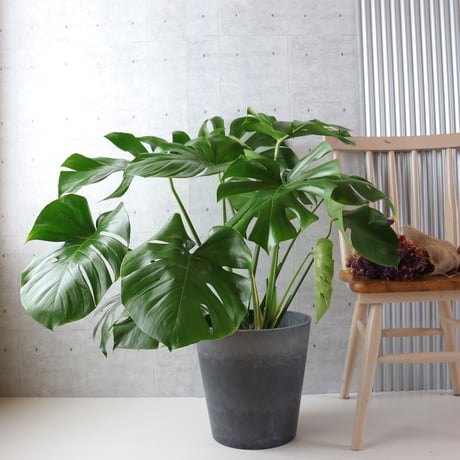 【ボリューム◎】 モンステラ 8号 観葉植物 室内 葉の大きさ約40cm