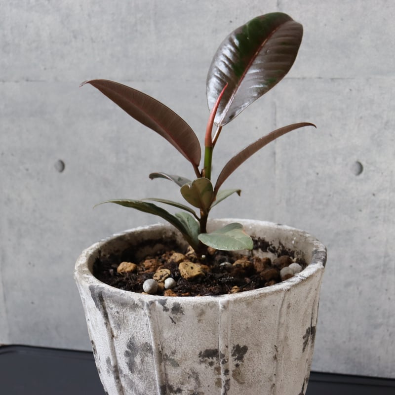 希少 流通極薄】フィカス ブルールビー 4.5号鉢＋受け皿付き 観葉植物