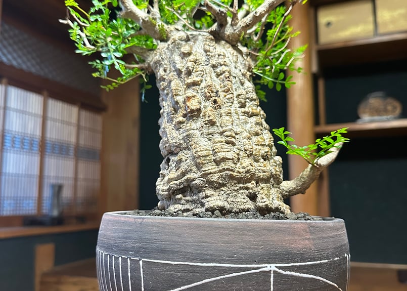 オペルクリカリア・パキプス【下】 | Trident pachymans