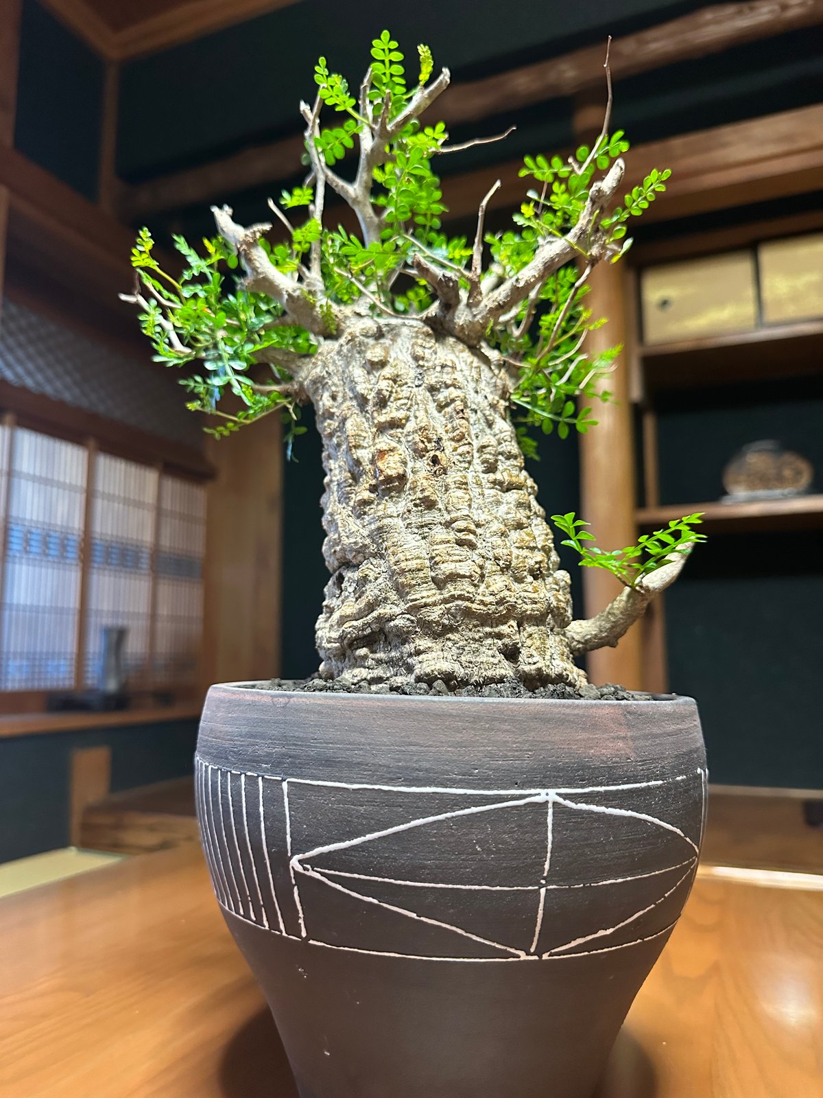 オペルクリカリア・パキプス【下】 | Trident pachymans