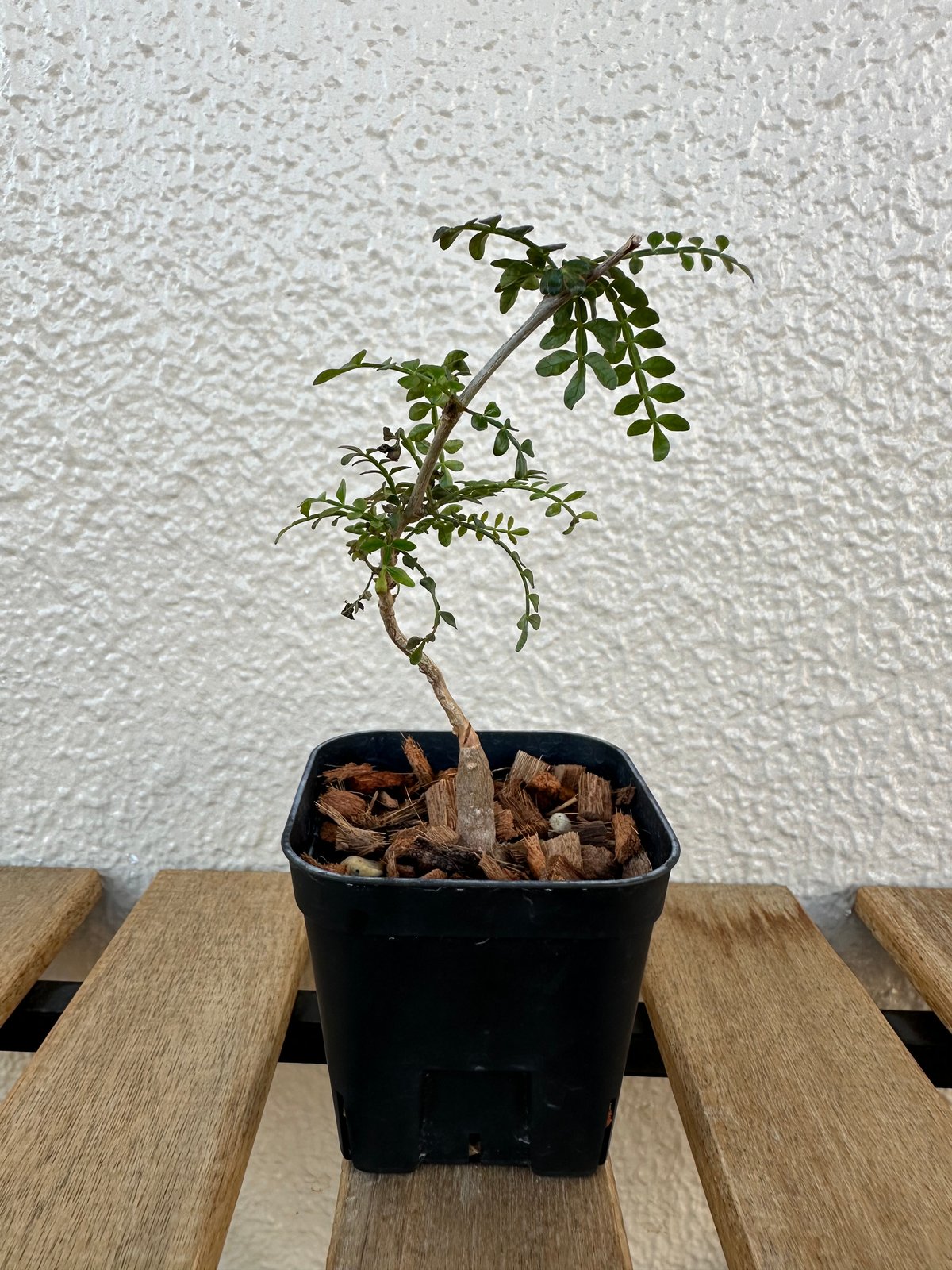 オペルクリカリア　パキプス　ベアルート　チャレンジ株 P226オペルクリカリア パキプス チャレンジ株 コーデックス