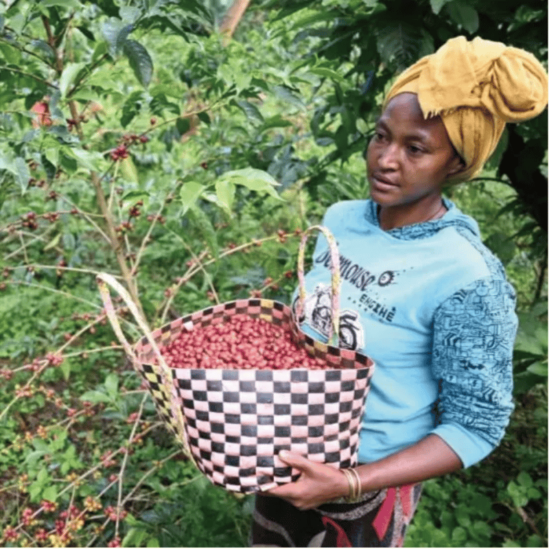 エチオピア カルマチェ農園 ゲイシャG1 | NINE PLUS COFFEE ROASTER