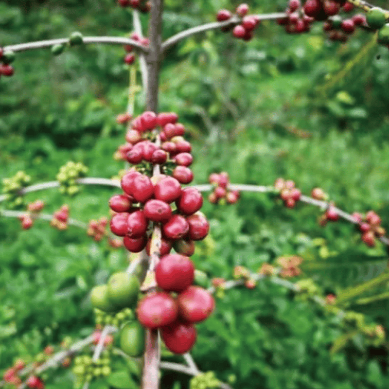 エチオピア カルマチェ農園 ゲイシャG1 | NINE PLUS COFFEE ROASTER