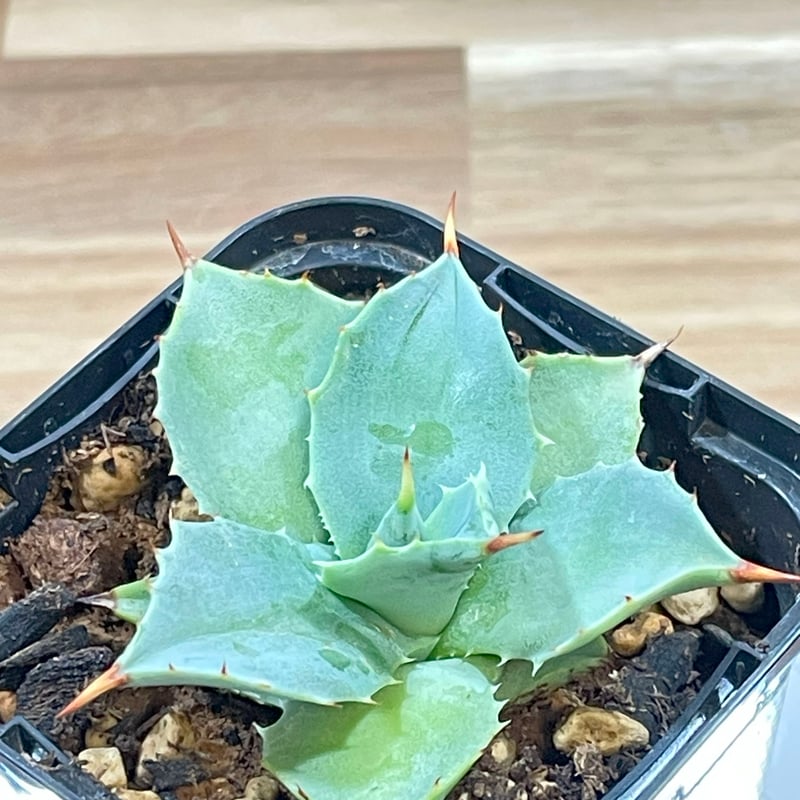 アガベ イシスメンシス 子株【56】 | medelu green