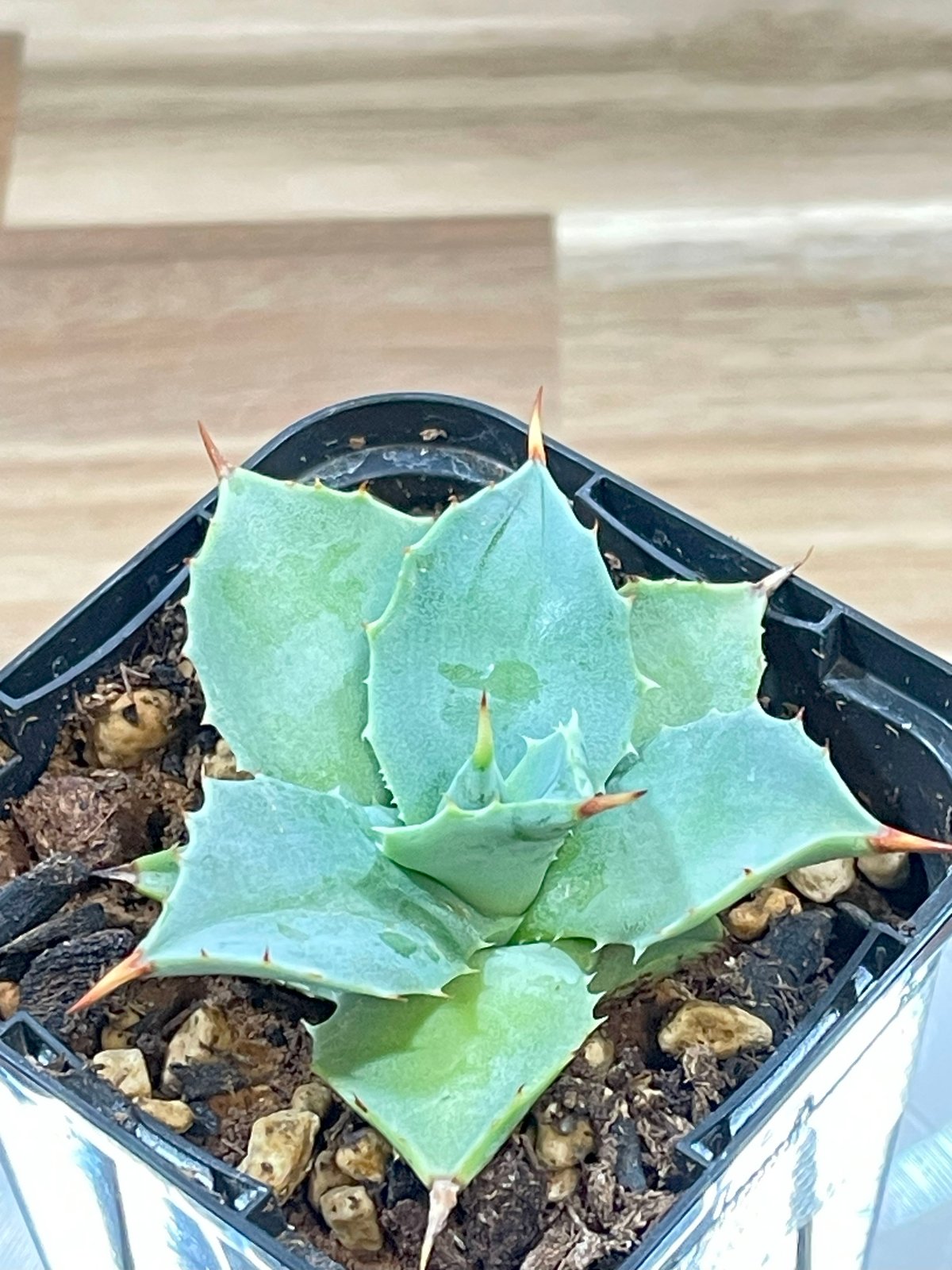 アガベ イシスメンシス 子株【56】 | medelu green