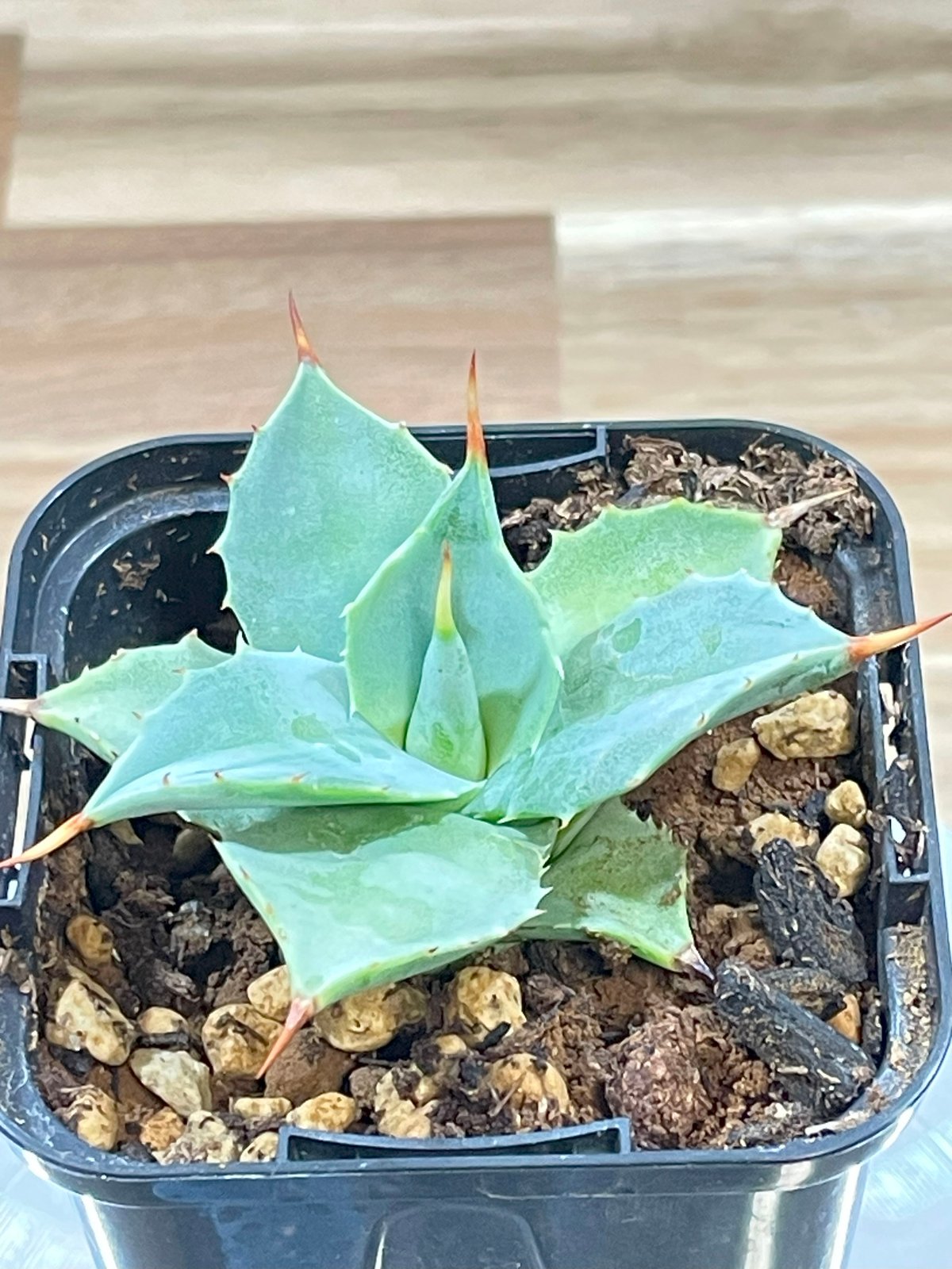 三島イシスメンシス　子株出品 アガベ イシスメンシス 子株【56】 | medelu green