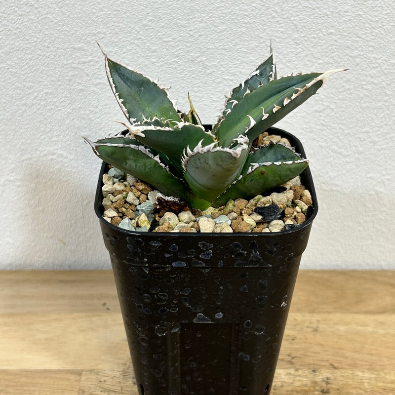 イラン株【REZA】選抜株 ② アガベ チタノタ ブレイズ BLAZE 【公式通販】