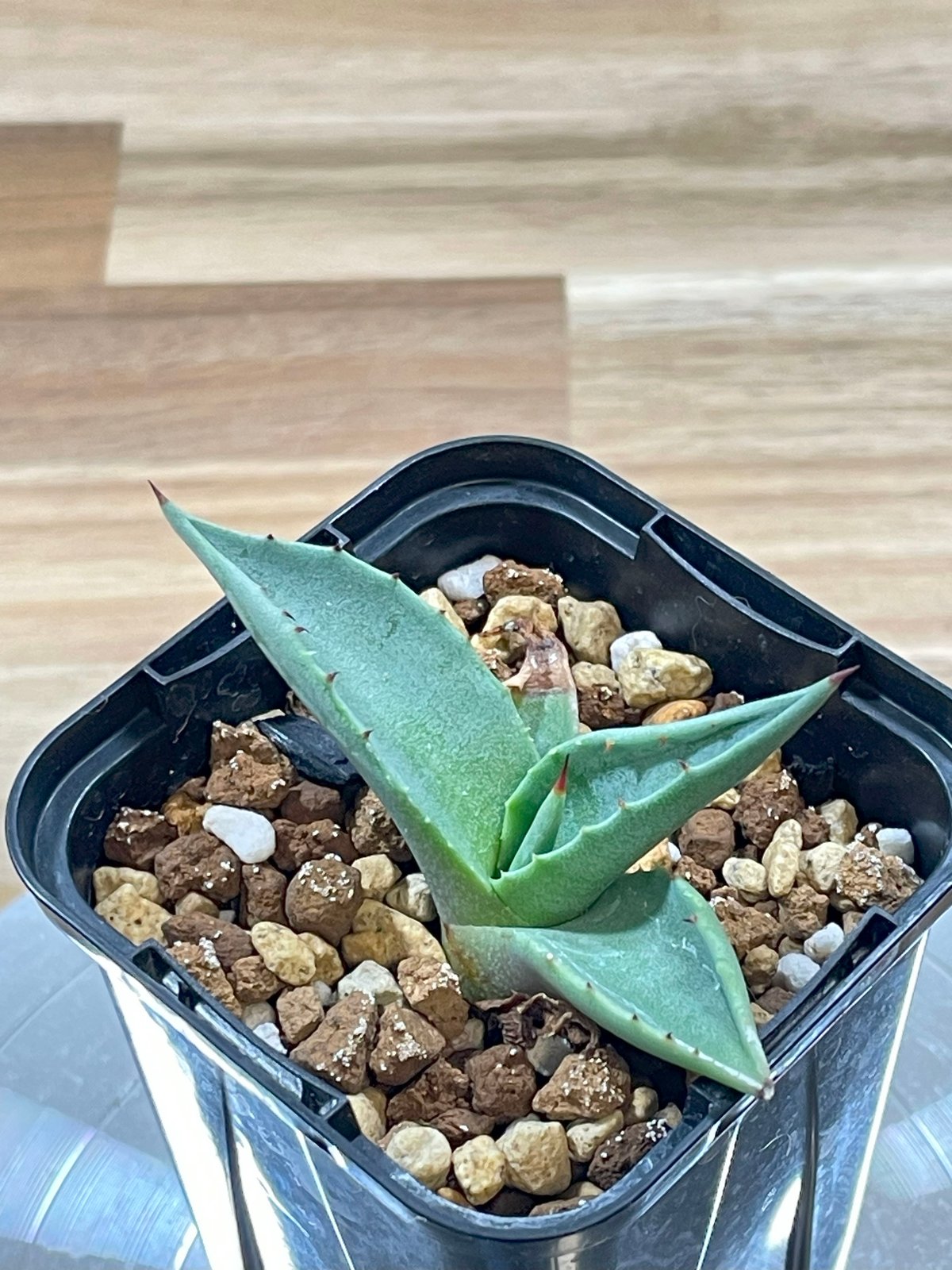 【現品】アガベアメリカーナ中斑　メディオピクタアルバ　華厳(ケゴン）12号　４番 現品】アガベアメリカーナ中斑 メディオピクタアルバ 華厳(ケゴン）12