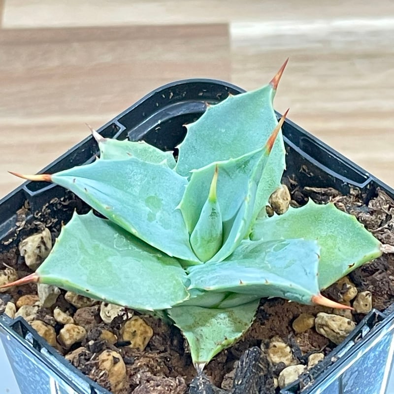 アガベ イシスメンシス 子株【56】 | medelu green