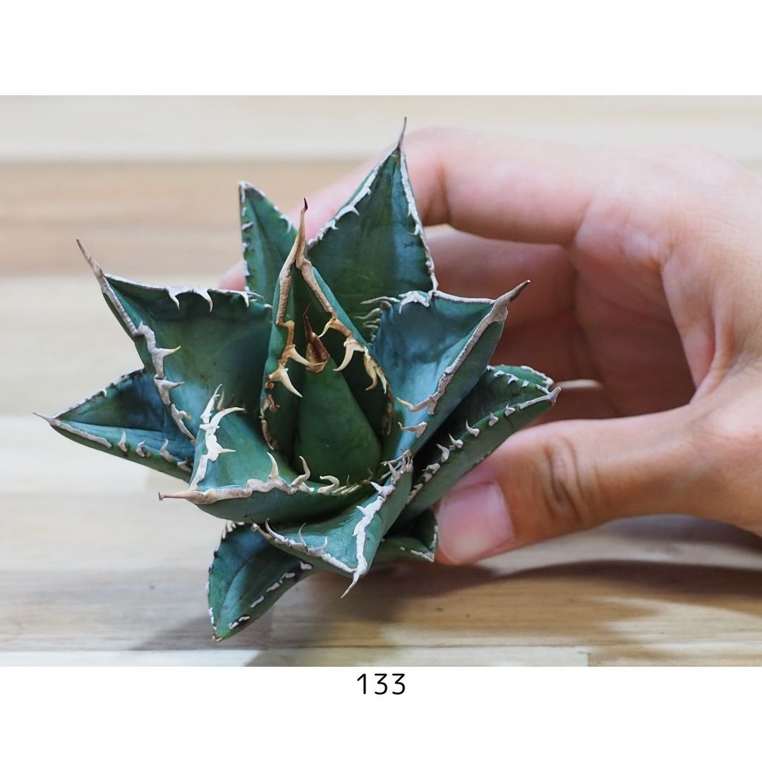 【値下げ！】アガベ 海王　大株 アガベ・チタノタ”海王”大株