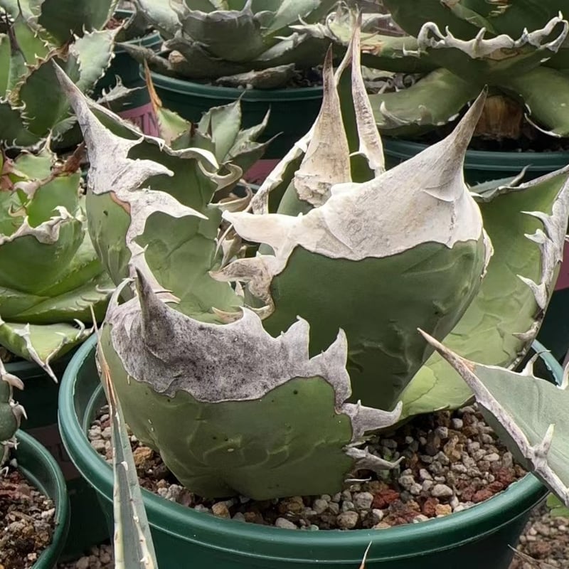 アガベ チタノタ SAD TC株 【公式通販】