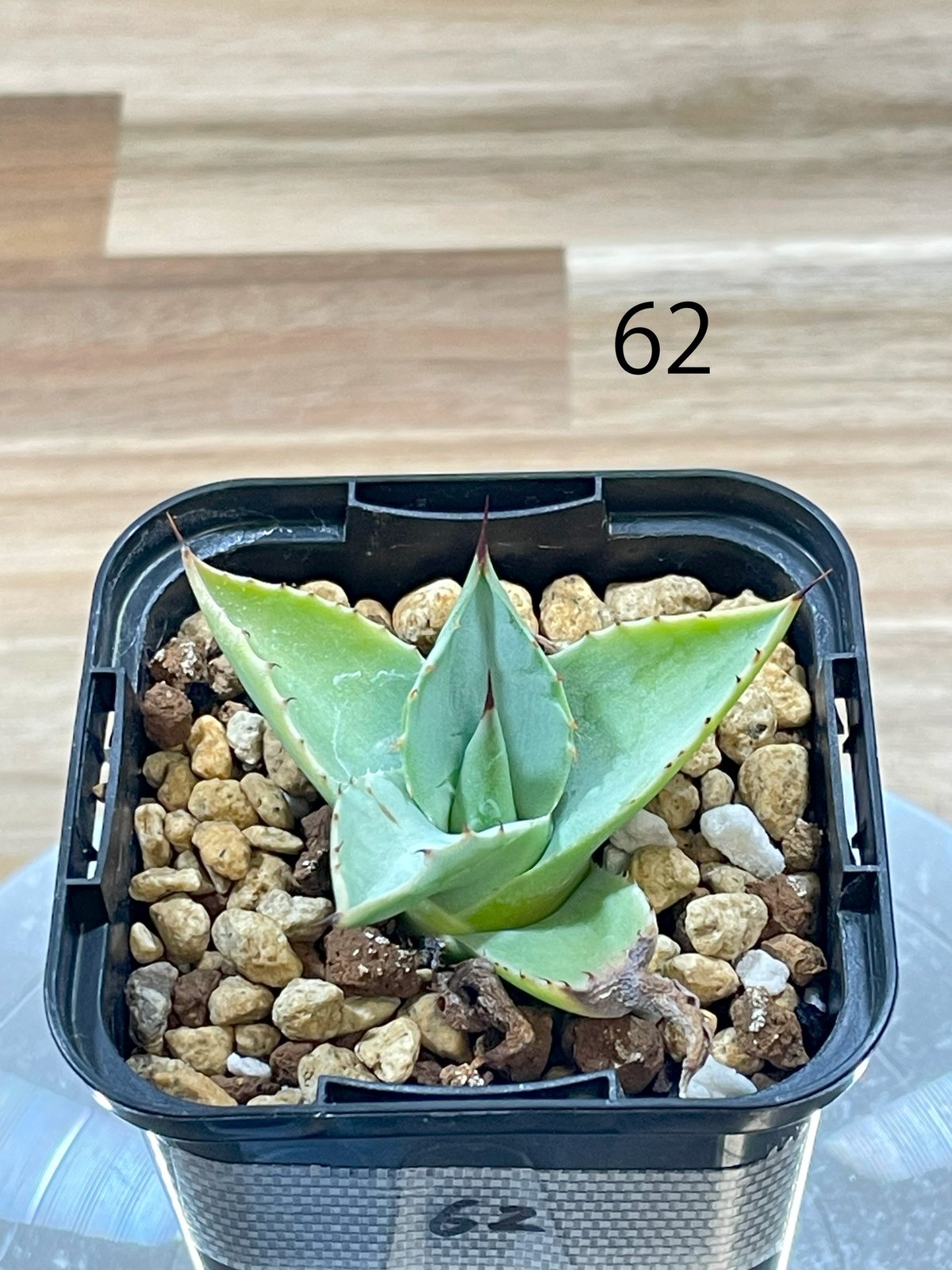 アガベ パリートランカータ 実生 約100株セット 【公式通販】