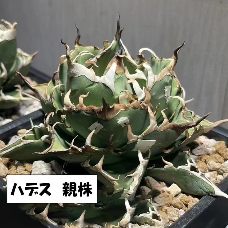 アガベ チタノタ ハデス TC株【200】 | medelu green