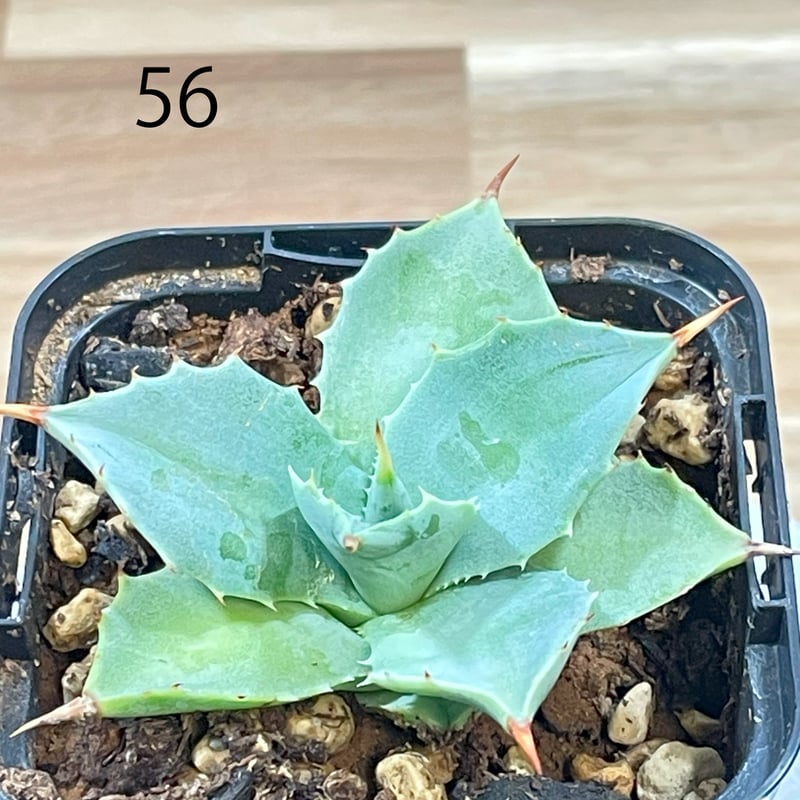 アガベ イシスメンシス 子株【56】 | medelu green