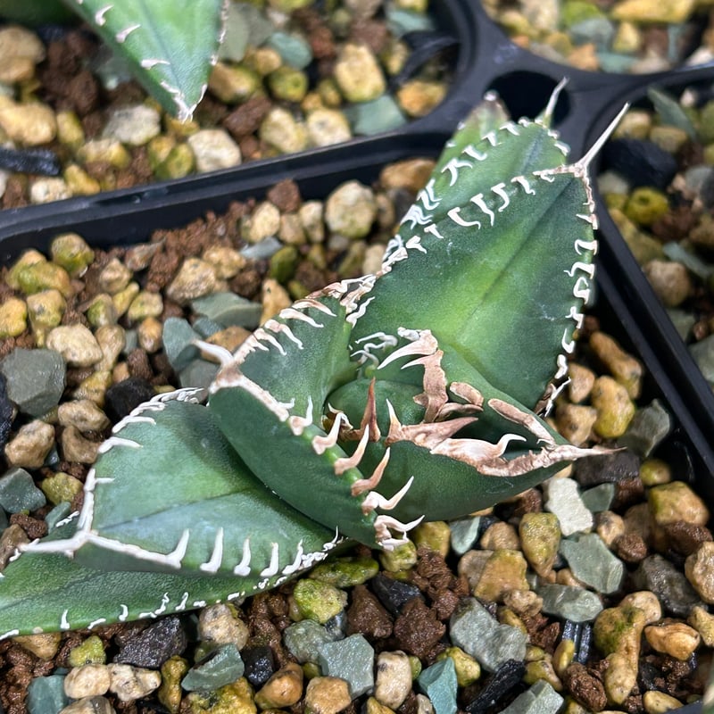 アガベ チタノタ SAD TC株 【公式通販】