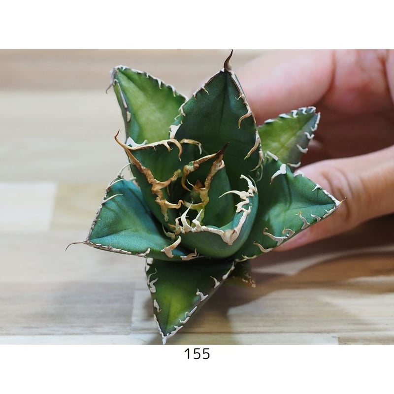 アガベ チタノタ シーザー OC株【155】 | medelu green 