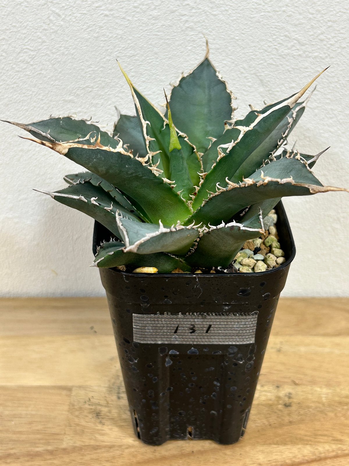 アガベ 海王 親株 アガベ チタノタ 海王 OC株【131】 | medelu green