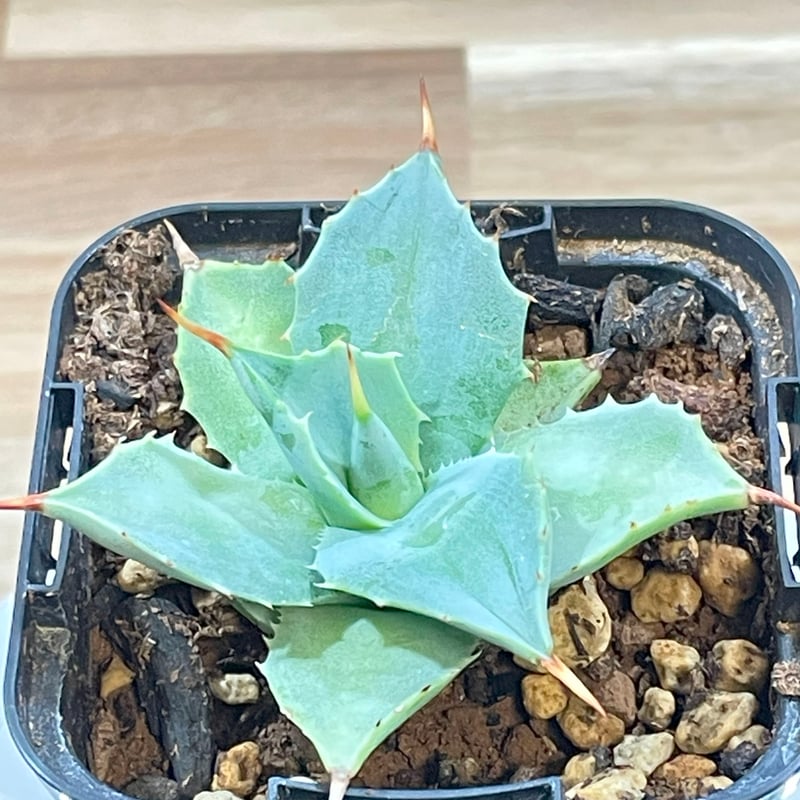 アガベ イシスメンシス 子株【56】 | medelu green