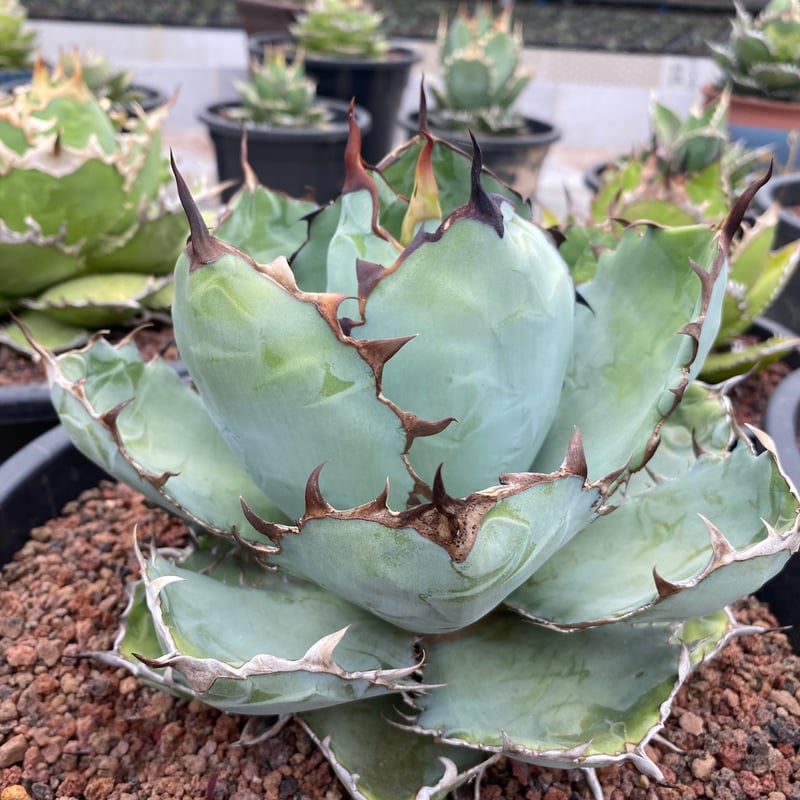 アガベ チタノタ 浪人 中株 【公式通販】