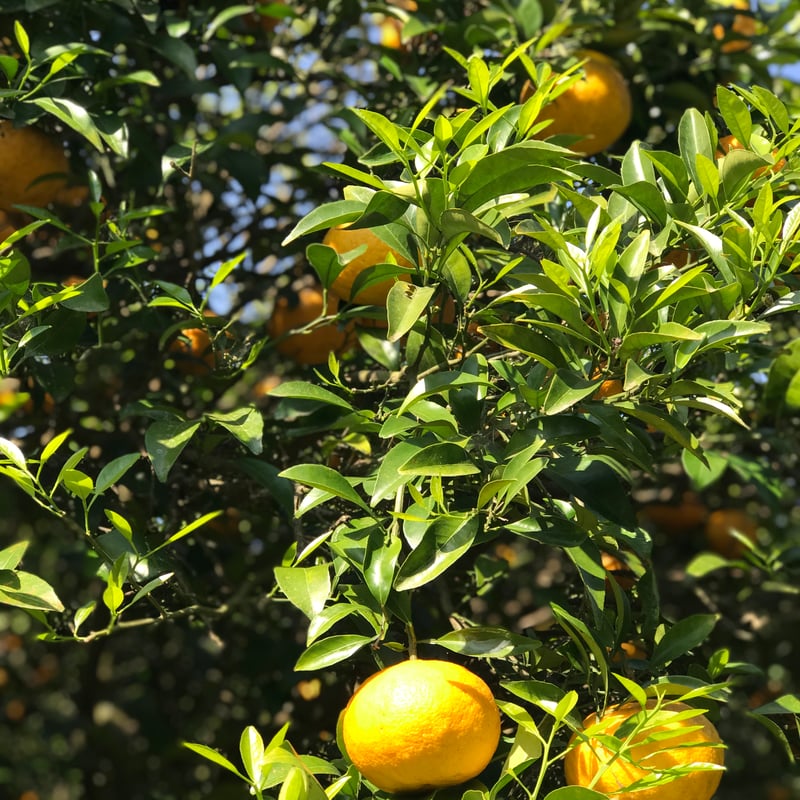 甘夏 10kg | いとのしおかぜ農園