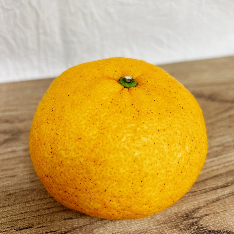 甘夏 10kg | いとのしおかぜ農園