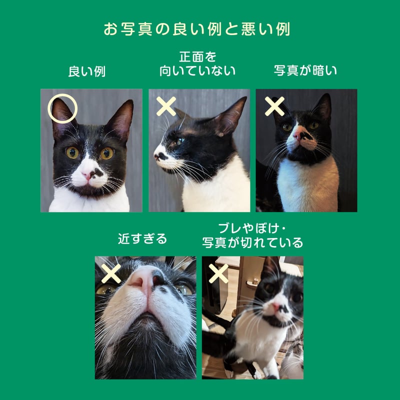 にゃんわん免許証風カード | バーニャ商店