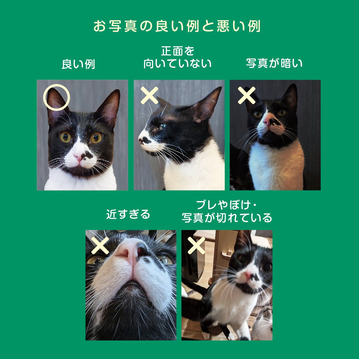 にゃんさま 専用ページ にゃんにゃんにゃん！ supported by ねこほす -NIGHT- | TicketDive