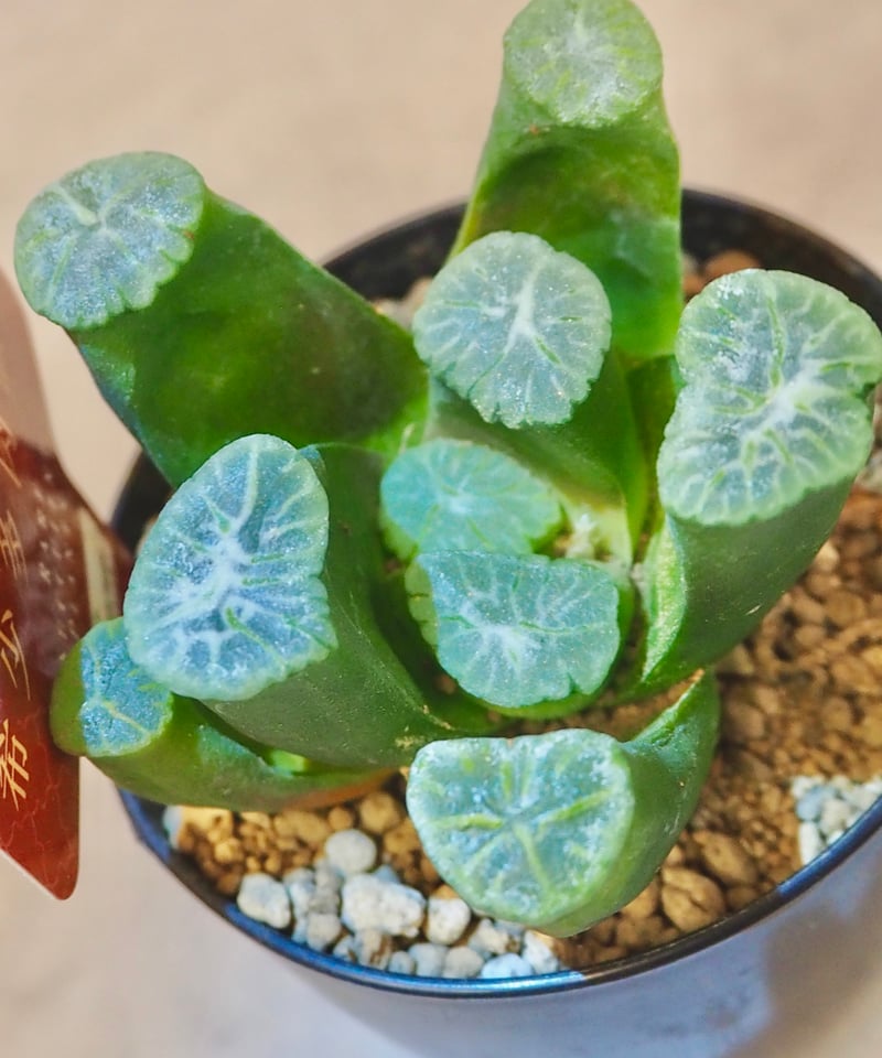 ハオルチア万象“三色”(6/28撮影)現物 | BB Plants Store