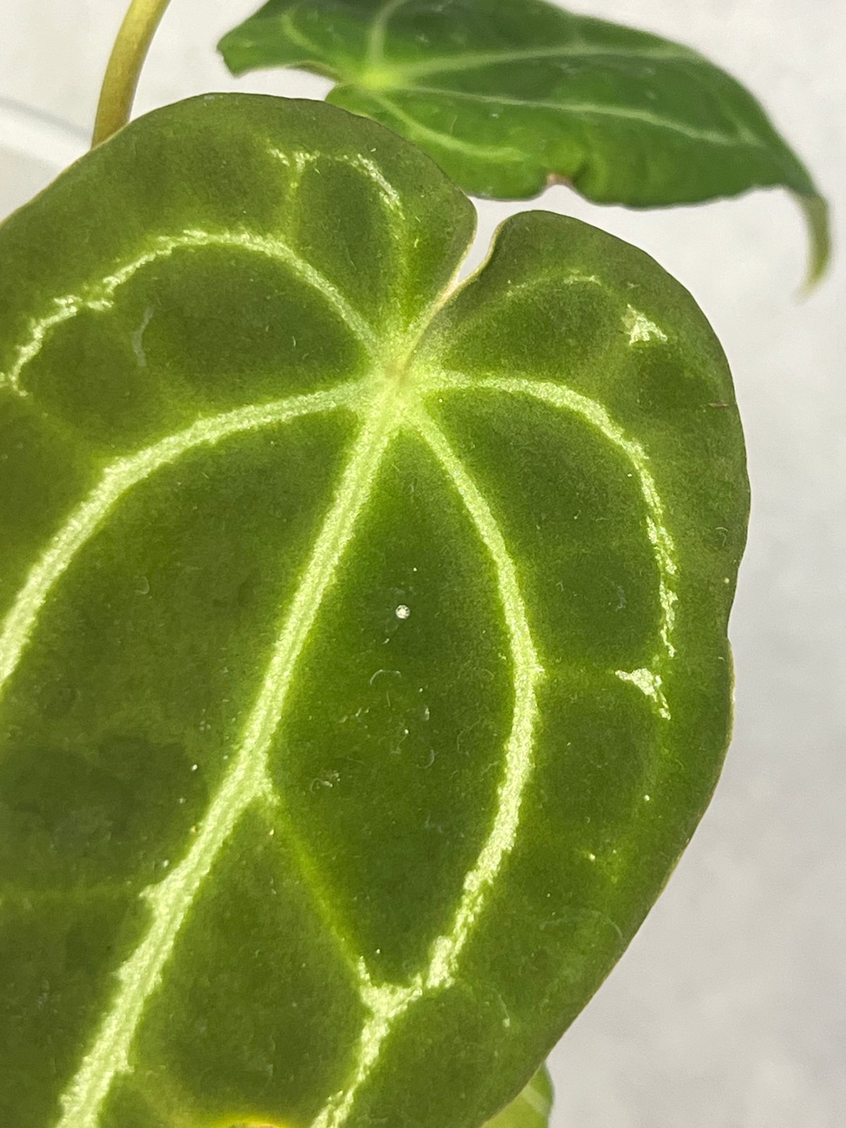 アンスリウムハイブリッド クリスタリナム | BB Plants Store アンスリウムハイブリッド クリスタリナム | BB Plants Store