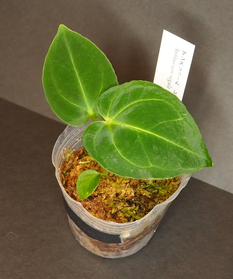 アンスリウムレガレ①(7/4撮影)現物販売 | BB Plants Store アンスリウムレガレ①(7/4撮影)現物販売 | BB Plants Store