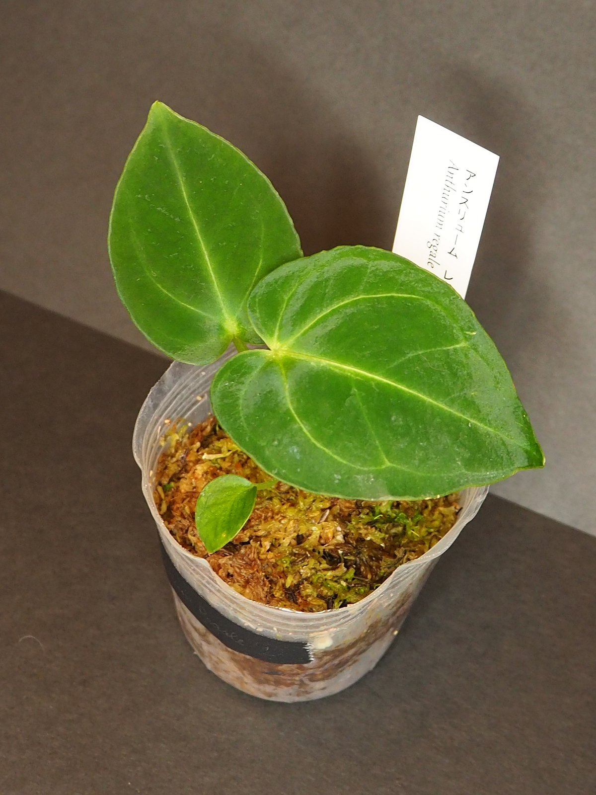 アンスリウムレガレ①(7/4撮影)現物販売 | BB Plants Store アンスリウムレガレ①(7/4撮影)現物販売 | BB Plants Store