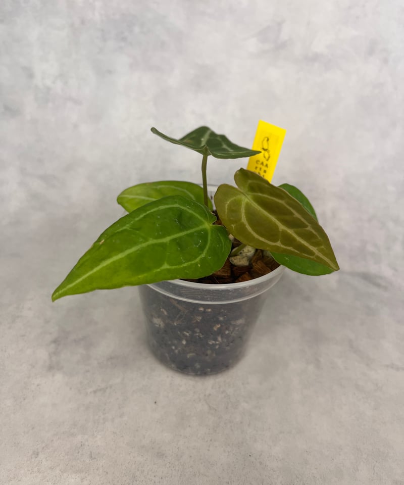 アンスリウムハイブリッド クリスタリナム | BB Plants Store アンスリウムハイブリッド クリスタリナム | BB Plants Store