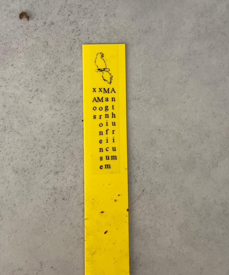 ジャックさん専用　アンスリウム Anthurium | BA PLants