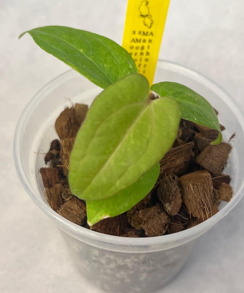 ジャックさん専用　アンスリウム Anthurium | BA PLants