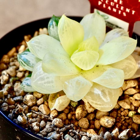 ハオルチア　水晶オブツーサ　極上斑 ハオルチア 水晶オブツーサ 極上斑 ◇多肉植物/ハオルチア