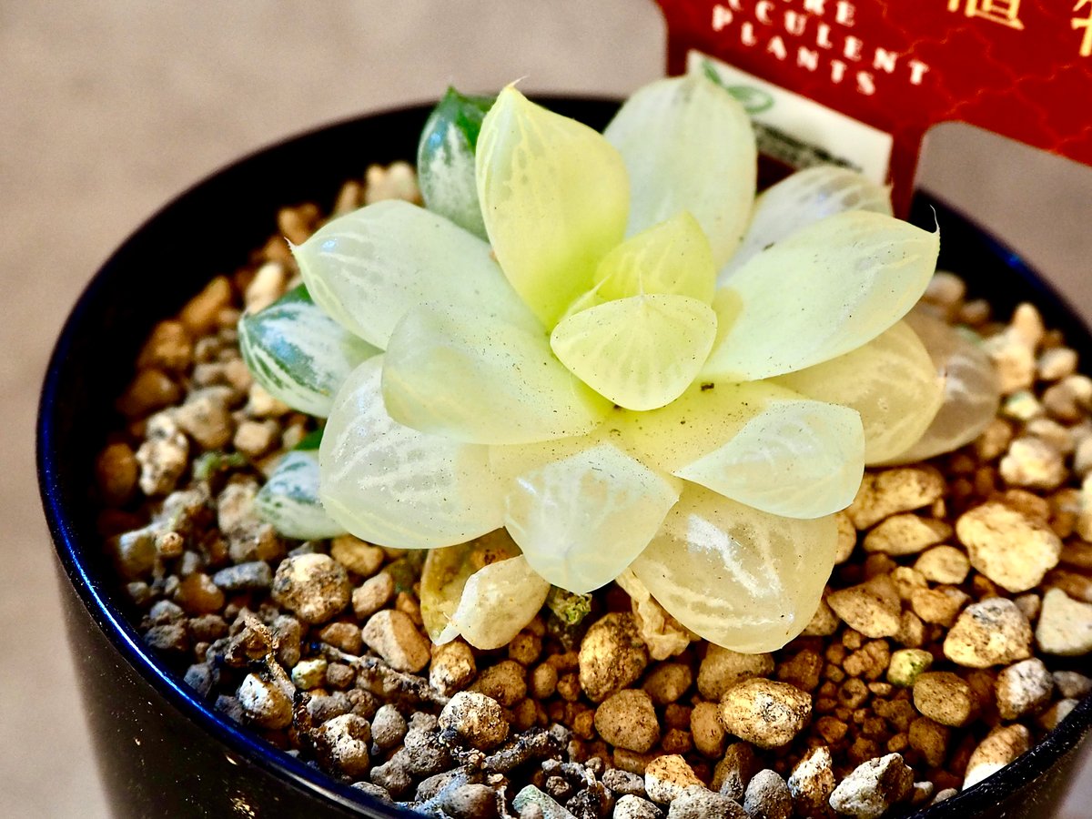 ハオルチア オブツーサ錦 極上斑(6/29撮影) | BB Plants Store ハオルチア オブツーサ錦 極上斑(6/29撮影) | BB Plants Store