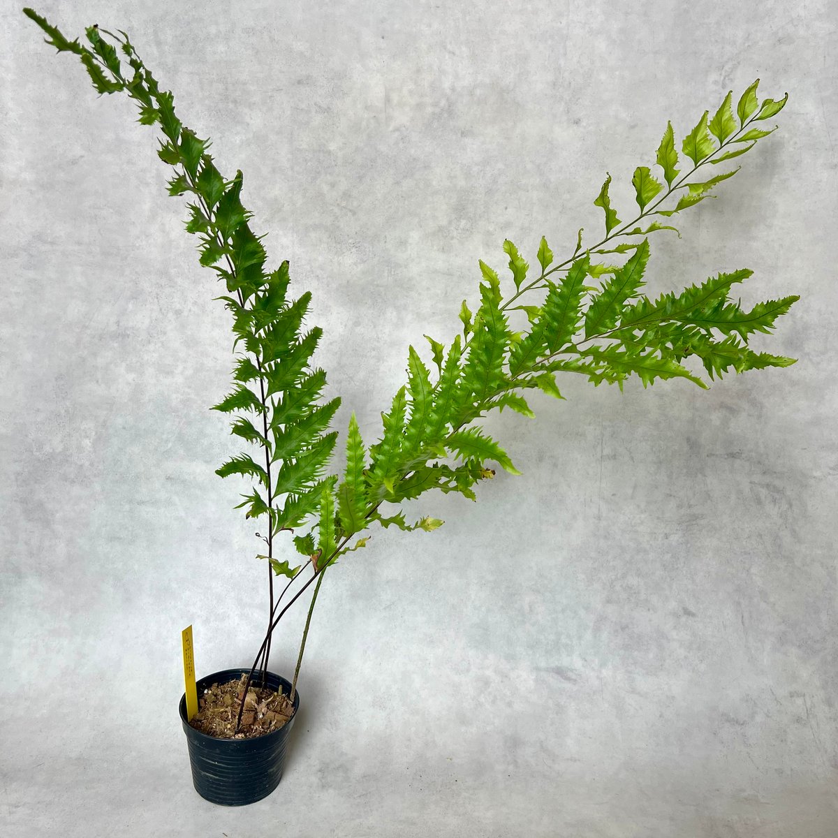 ドリナリアリギデュラホワイティ 7/11撮影 | BB Plants Store