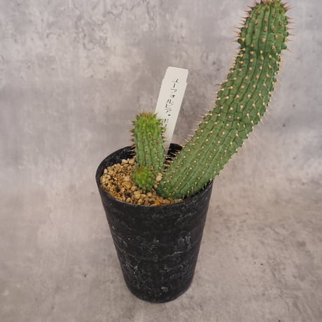 ユーフォルビア ポリゴナ ユーフォルビア：ポリゴナ 3号鉢植え の通販 | 園芸ネット