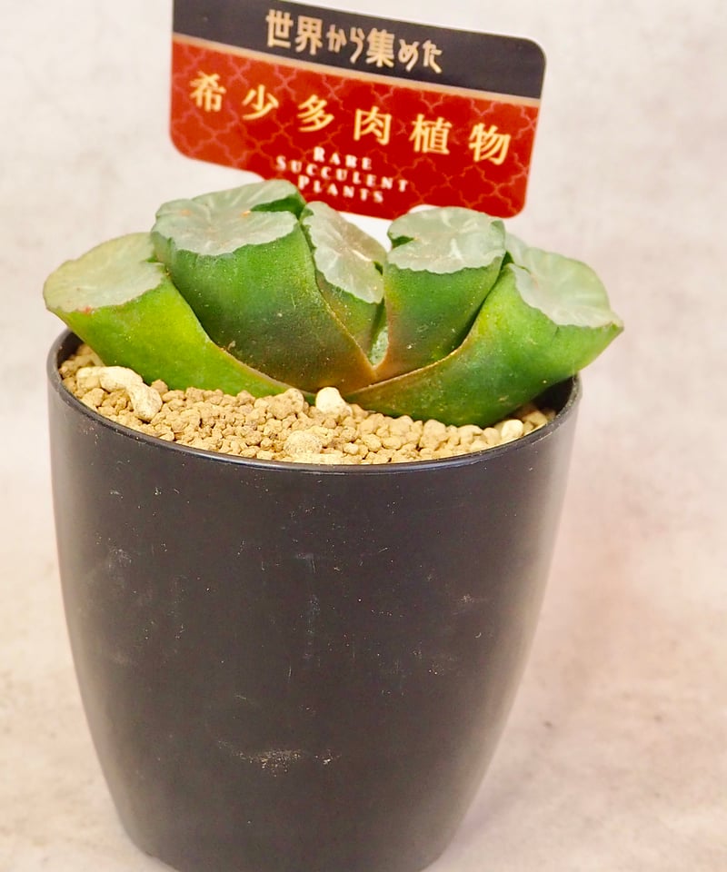ハオルシア Haworthia venetia var. jeffreis, DMC07694, E of Jeffrey's
